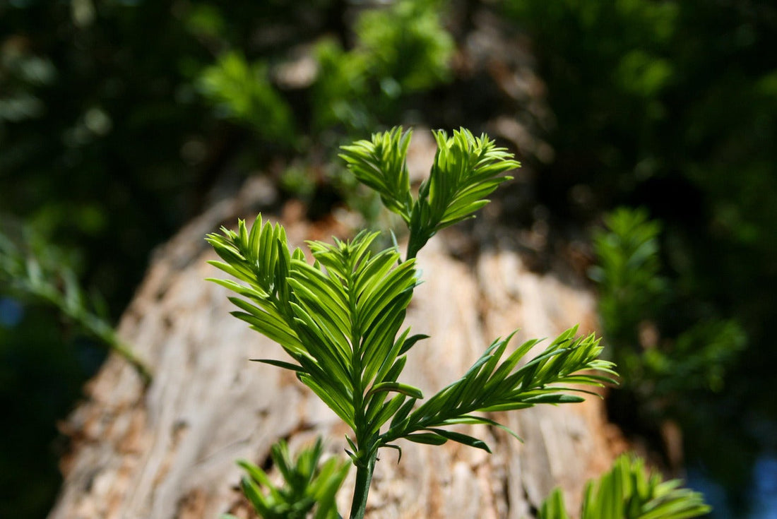 Playing hard for the forests: The Henry’s Tree Planting Initiative